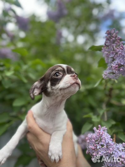 Супер девочка чихуахуа