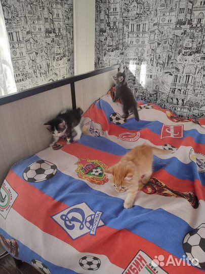 Котята в добрые руки бесплатно