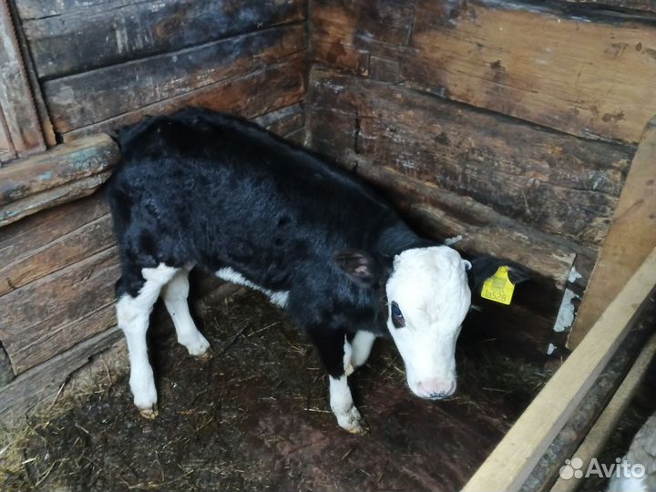 Телята телочки