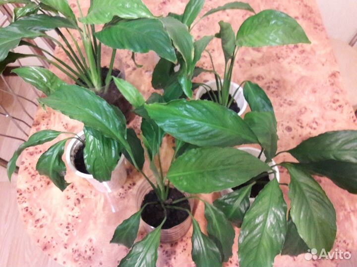 Спатифиллум цветущий - женское счастье