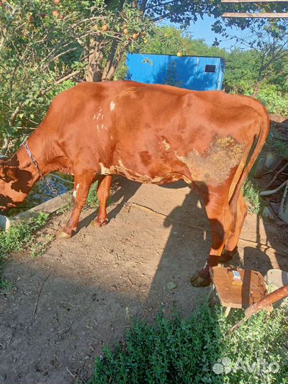 Корова и две телочки