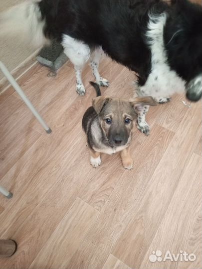 Двортерьер