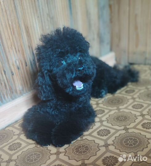 Жгучая брюнетка