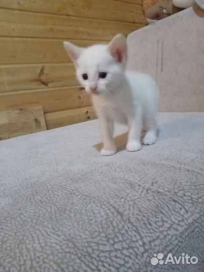 Котята мальчики
