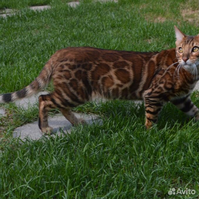 Котик шоу-класса. Перспективы. Гарантии питомника