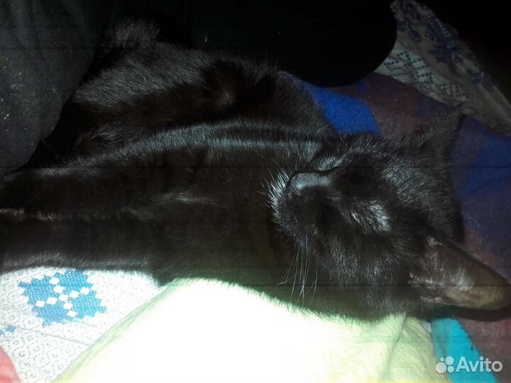 Кошка в дар