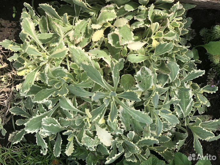 Арабис пестролистный