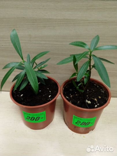 Олеандр красный