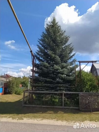 Голубая Ель