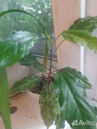 Кротон,фикус,гибискус