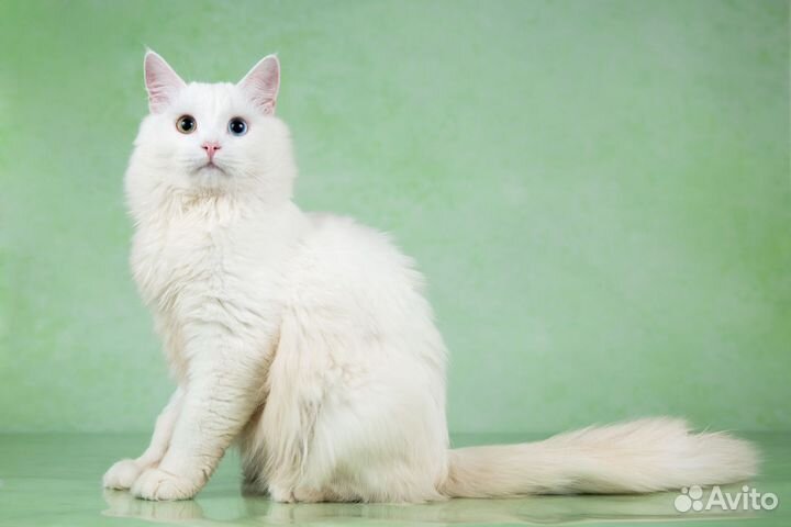 Турецкая ангора - котята подростки в дар 6 мес