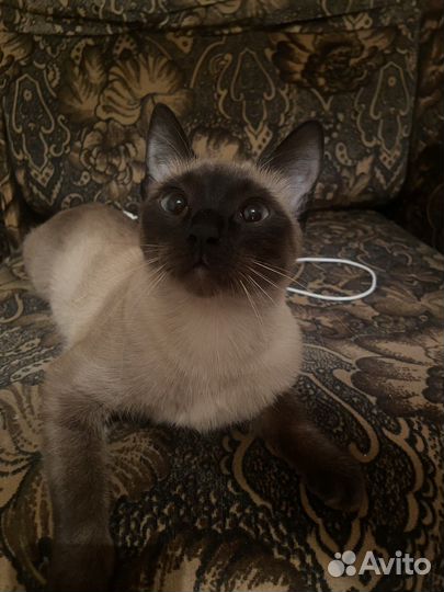Сиамская кошка