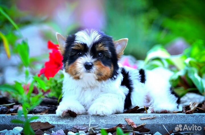 Бивер мальчик