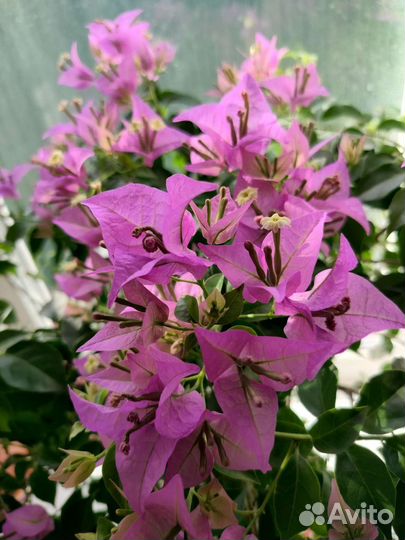 Бугенвиллия