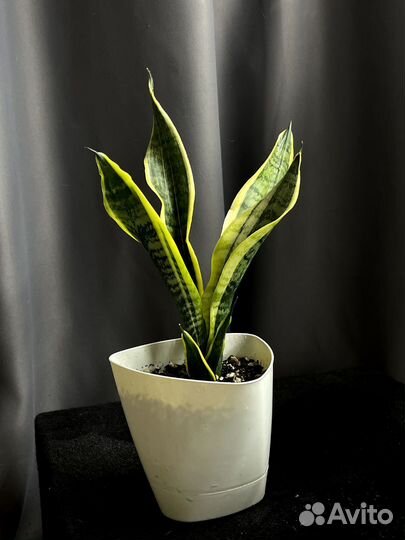 Сансевиерия Футура Суперба