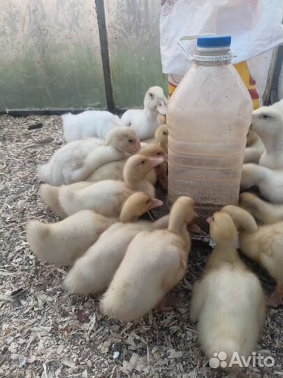 Утята, цыплята