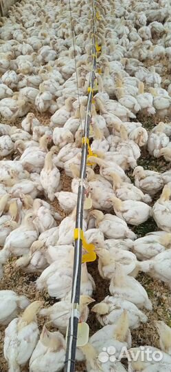 Муларды, утки, гуси, бройлера