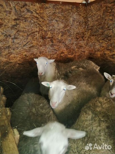 Овцы бараны