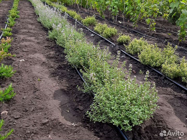 Кустики тимьяна