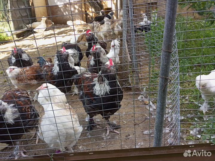 Породистые курочки и петушки, цыплята, ия