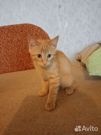 Котик в добрые руки