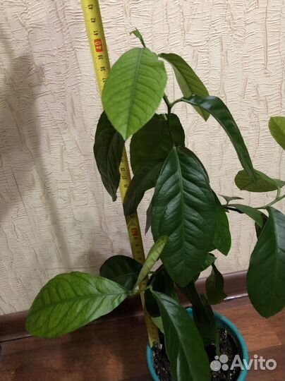 Лимон