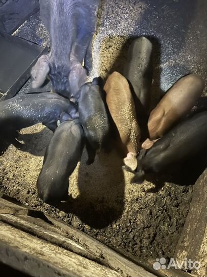 Поросята породы Дюрок