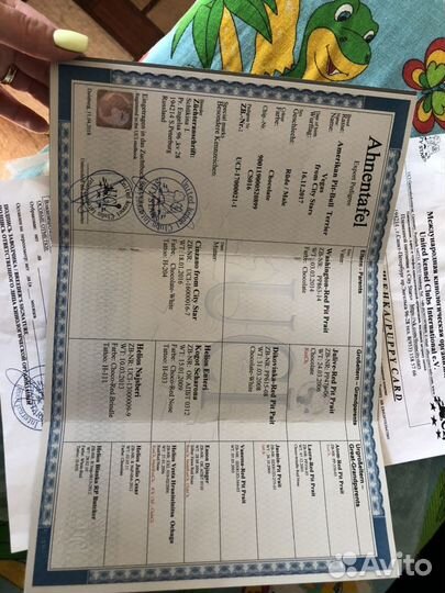 Вязка Питбуль