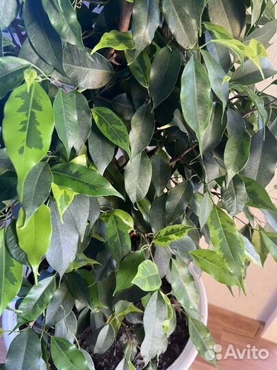 Фикус бенджамина большой
