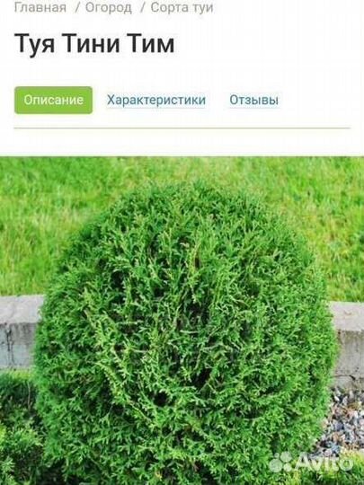 Укорененные черенки