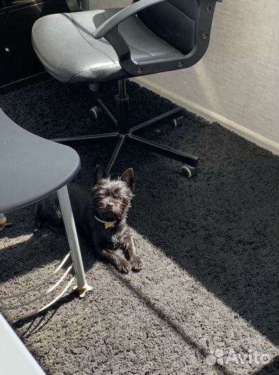 Выгул собак. Догситтер. Передержка собак и котов