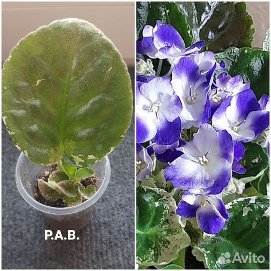 Сортовые фиалки ук.листочки