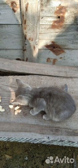 Котята в добрые руки бесплатно