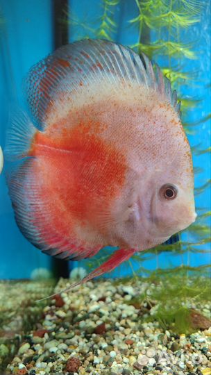 Дискусы 18см