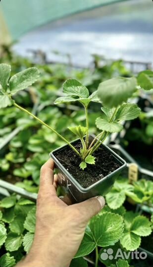 Саженцы клубники Богота