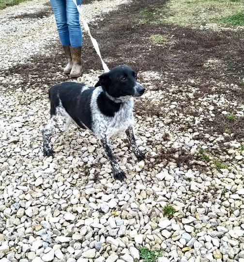 Милая собачка в дар