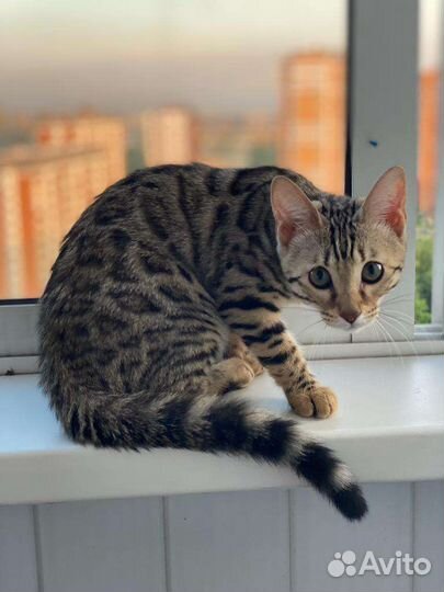 Бенгальская кошка стерелизованная