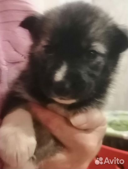 Щенки хаски