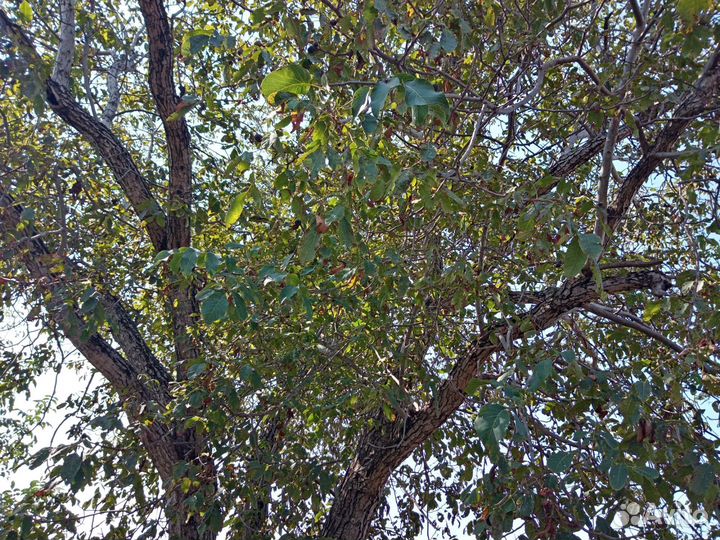 Деревья на дрова