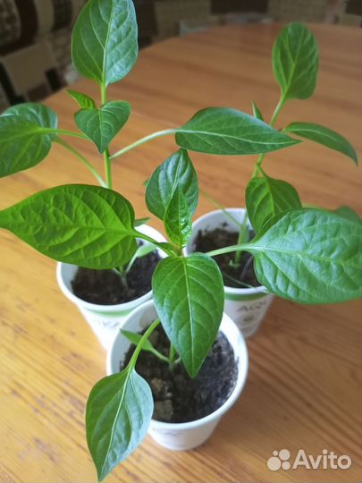 Рассада перцев, томатов