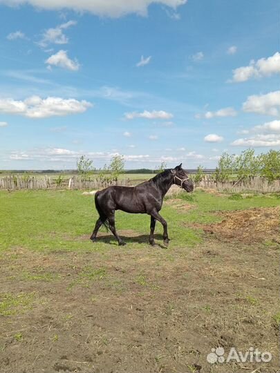 Русские рысаки