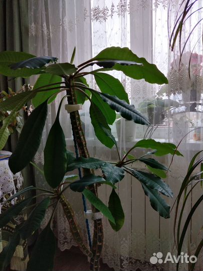 Комнатные цветы. Молочай беложильчатый