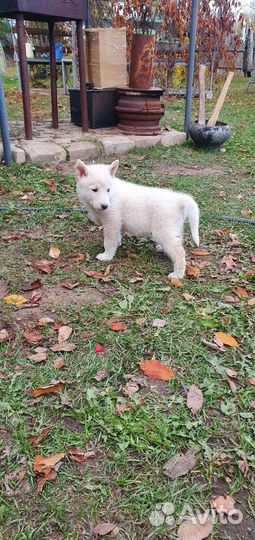 Щенок лайки западно-сибирской