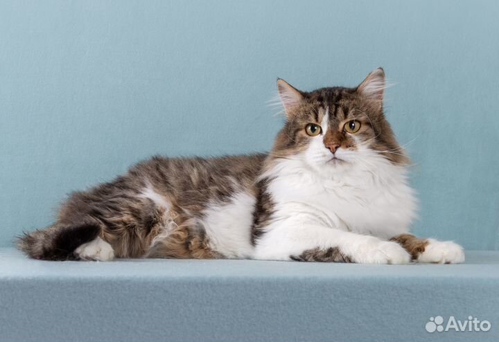 Пушистый кот Симон, ласковый и милый