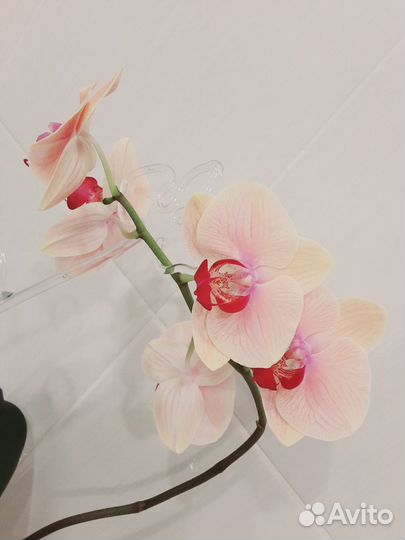 Орхидея Карибская мечта