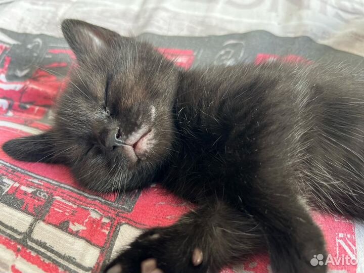 Котята