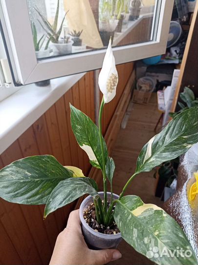 Спатифиллум домино Джемени