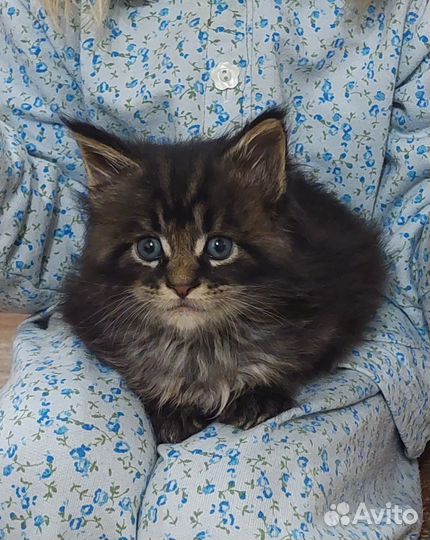 Котята мейн-кун
