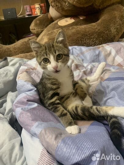 Котенок котик
