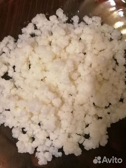 Тибетский молочный гриб